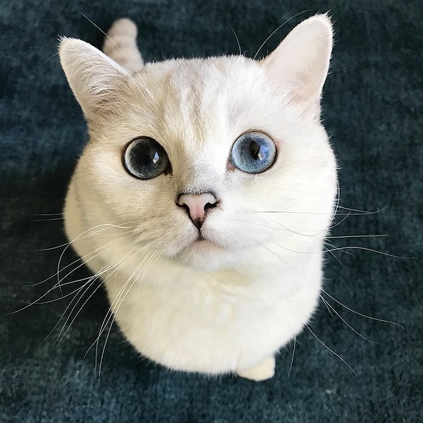 4. Мистер Пушок (Mr.White) - 1,4 млн. подписчиков