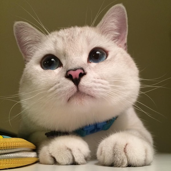 4. Мистер Пушок (Mr.White) - 1,4 млн. подписчиков