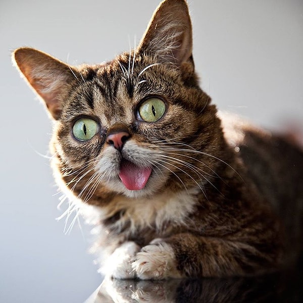 3. Лил Баб (Lil Bub) - 1,5 млн. подписчиков
