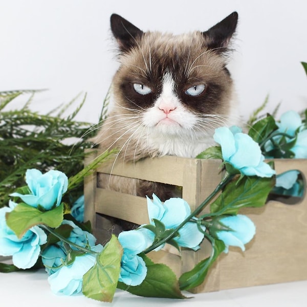 2. Сердитый кот (Grumpy cat) - 2,1 млн. подписчиков