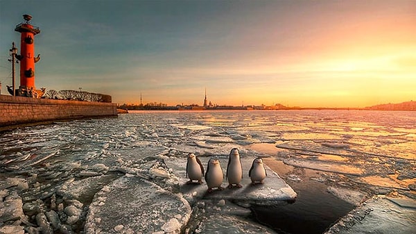 14. Пингвины Мадагаскара