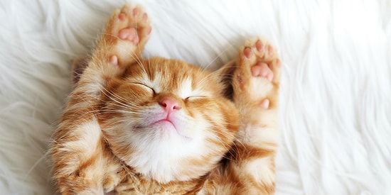 20 фактов о кошачьих, которые вы 100% не знали