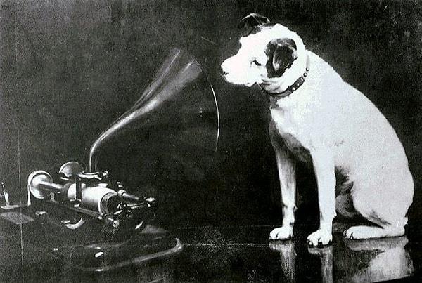 Araştırmacılar yine de her köpeğin aslında farklı tür müzik zevki olduğunu da ekliyor.