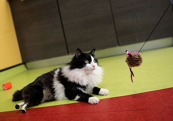 7. "И что удивительно, кот совершенно не выглядит так, как будто у него что-то болит".