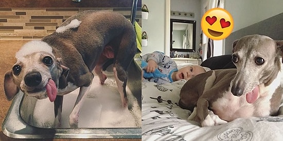 İnsan Yavrusunu Kendine Kardeş Belleyip Onunla Korkularını Aşan Köpek: Weezy