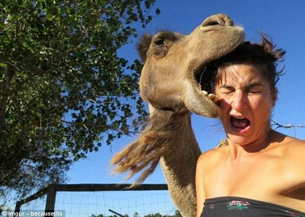 2. Bir deve kafasını ısırmaya karar verince bu kadın tahmin ettiğinden fazlasını aldı.