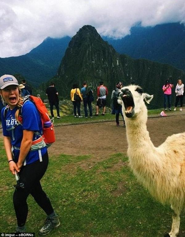 8. Machu Picchu'da yürüyüşte olan kadın bu alpakanın gelişini kestirememiş.