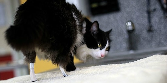 Кот, переживший ампутацию ног, теперь не только ходит, а даже бегает!