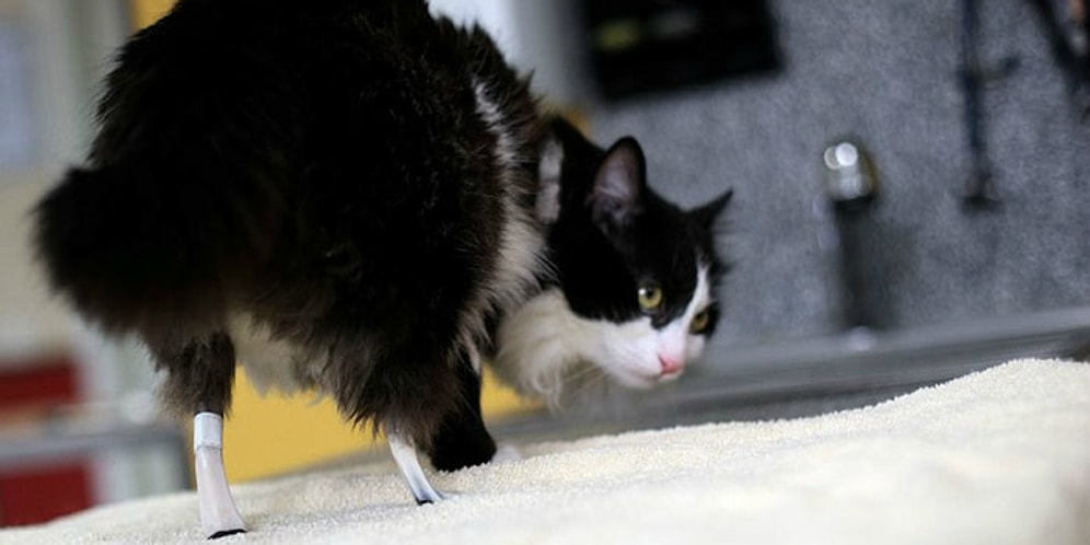 Кот, переживший ампутацию ног, теперь не только ходит, а даже бегает!