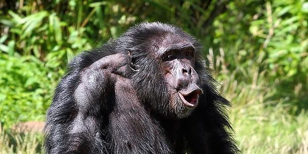 Bu şempanze topluluğunu 13 yıl önce ele geçiren alfa erkeği Foudouko, beta erkeği Mamadou ile birlikte yönetiyordu.