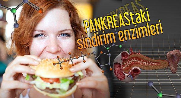 6. Pankreastaki enzimlerin görevlerini saysak bitmez. Bizim için önemi büyük