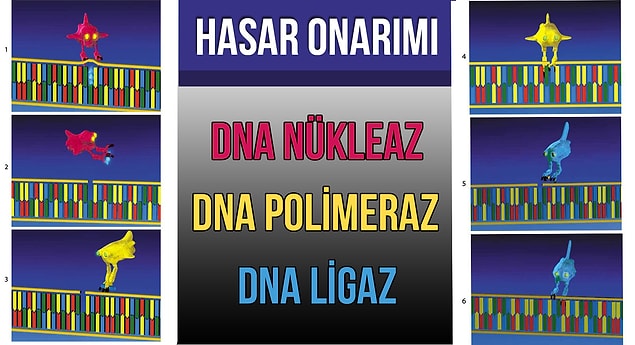 7. Enzimler DNA'mızı da onarıyorlar.
