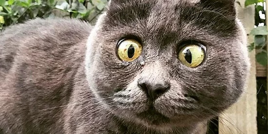 Кевин - особенный кот, который выжил вопреки всему