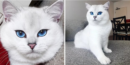 22 самые популярные кошки в мире