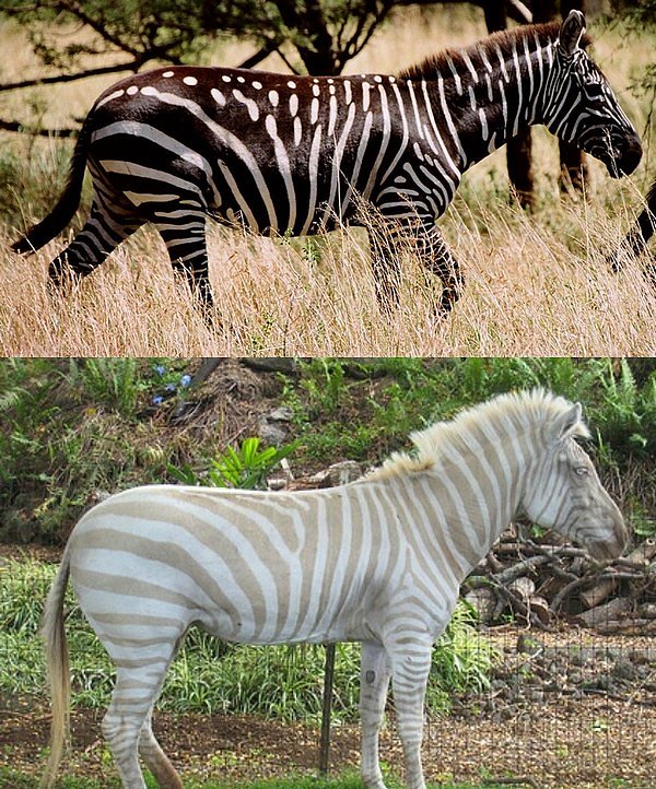 21. Zebra