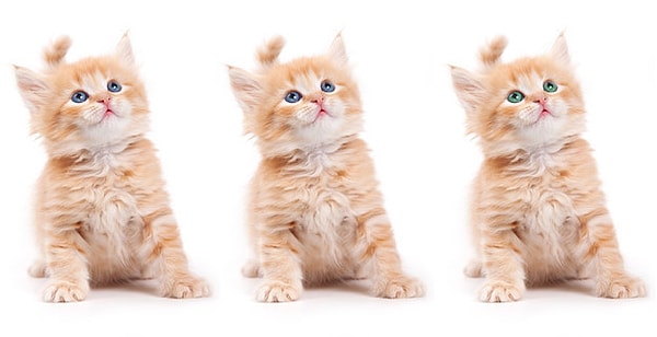 1. У которого из рыженьких котят имеется отличие?