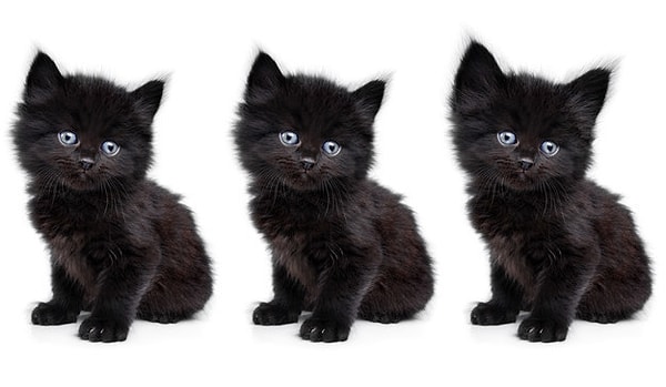 4. Вы наверняка сразу же нашли отличие среди этих черных котят?