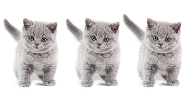 6. У которого из британских котят имеется отличие?