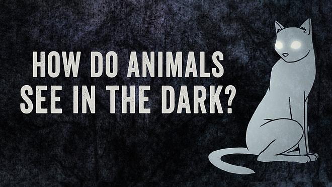 Hayvanlar Karanlıkta Nasıl Görür?
