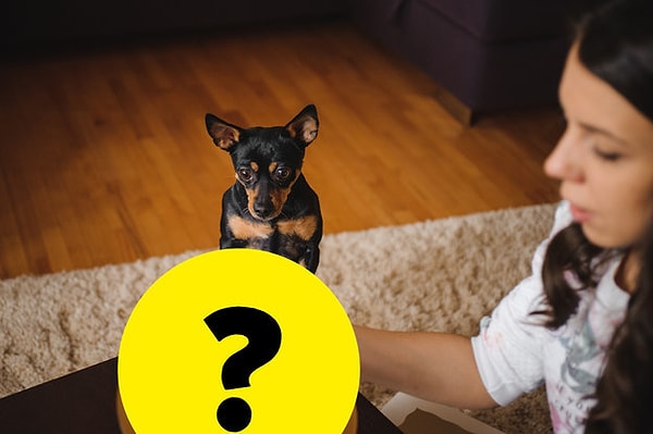 1. Начнем с этого милого пинчера. Как вы думаете, на что он так внимательно смотрит?