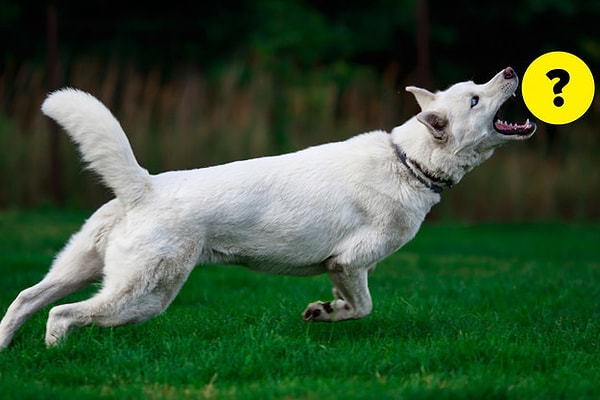 2. А кого пытается поймать эта собака?