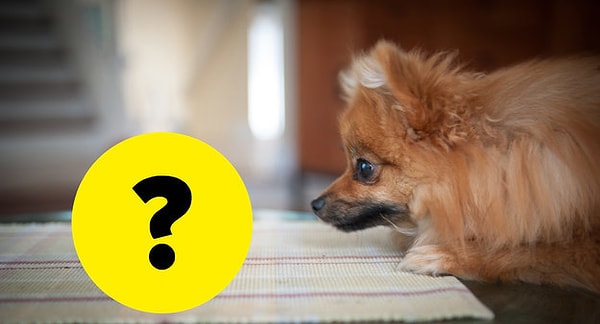 3. Что так сильно могло привлечь внимание этого померанского шпица?