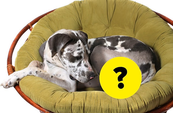 4. А этот далматинец с таким вниманием смотрит на ...?