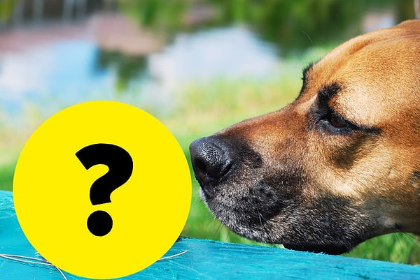 7. К чему так принюхивается эта собака?