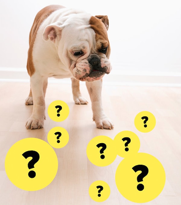 9. И напоследок, давайте попробуем отгадать, на что так внимательно смотрит этот бульдог?