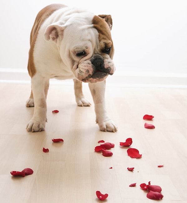 Показать правильный ответ