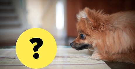 Проверьте, насколько сильна ваша интуиция. Сможете ли вы угадать, на что смотрит собака?