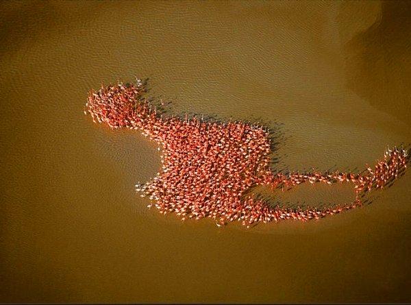5. Flamingo içinde flamingo.