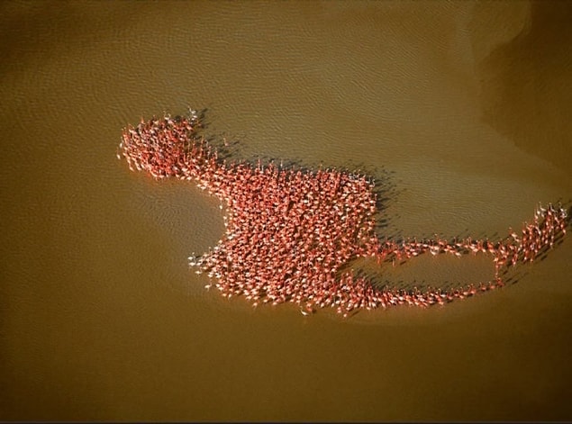 5. Flamingo içinde flamingo.
