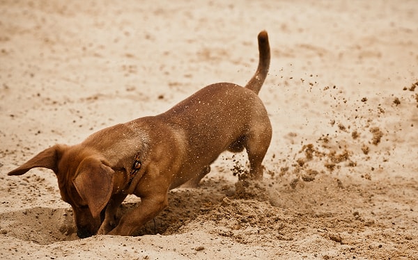 8. Они любят копать яму... просто так.