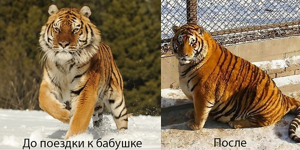 5. Однако машина мемов уже запущена, и её не остановить.