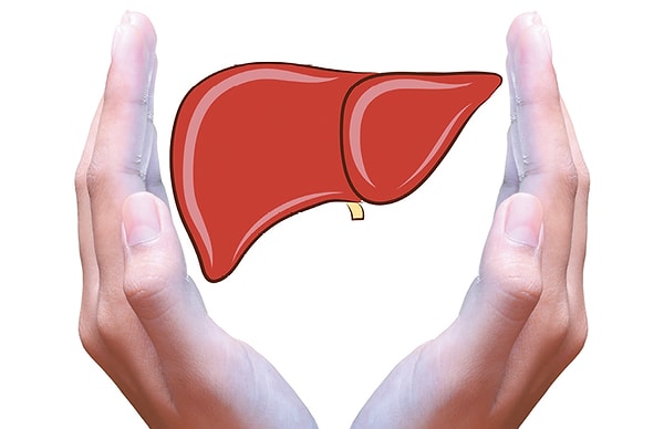 4. 10% вашей крови находится в печени ежесекундно