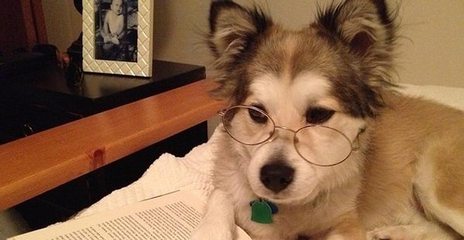 10 самых странных собачьих чудачеств