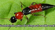 Sabah Uyandığınızda Vücudunuzdaki ‘Gece Yanıklarına' Sebep Olan İllet Bir Böcek: Paederus