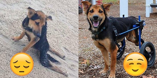 İçinizi Isıtmaya Birebir! Mutluluklarıyla Sizin de Havalara Uçmanızı Sağlayacak 16 Hayvan