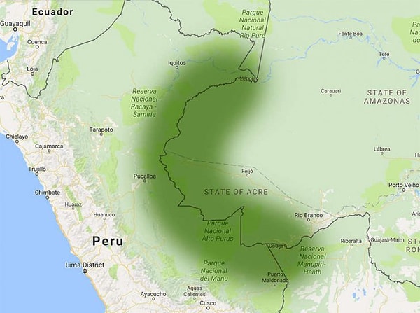 11. А живут они в джунглях между Бразилией и Перу