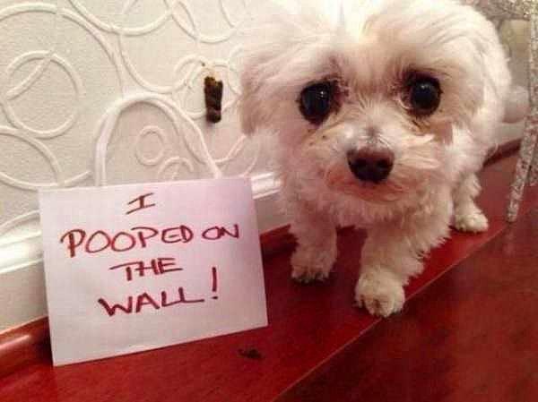 6. Köpek kaksını duvara yapmış. Köpek duvara karşı. Ulan nasıl becerdin onu?!