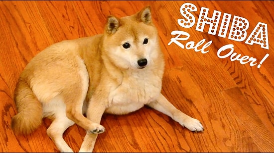 Dünyanın En Tatlı Yuvarlanmayı Beceremeyen Köpeği