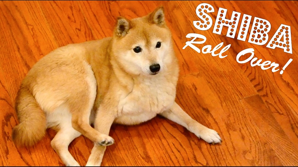 Dünyanın En Tatlı Yuvarlanmayı Beceremeyen Köpeği