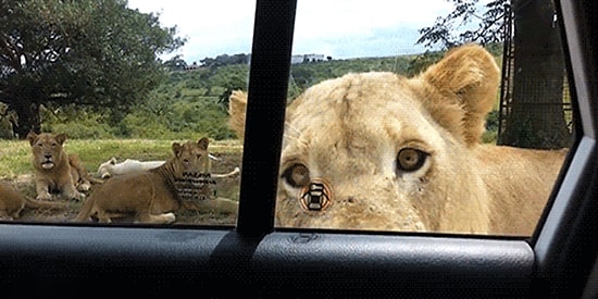 Kimi Zaman Gerileceğiniz, Kimi Zaman Güleceğiniz Hevesinizi Kursağınızda Bırakacak 17 Görüntü