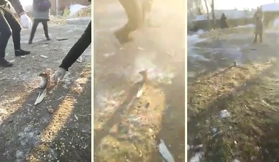 Havai Fişeğe Fare Bağlayıp Uçurmaya Çalışan Çinliler