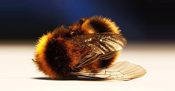 16. Nesli tükenen arılar