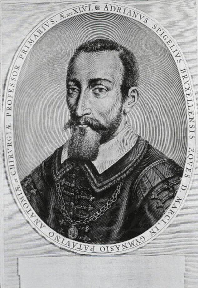 Bu isim ilk kez, Padua Üniversitesinin ünlü anatomi bilgini Adrianus Spigelius(1578-1625) tarafından kullanıldı.