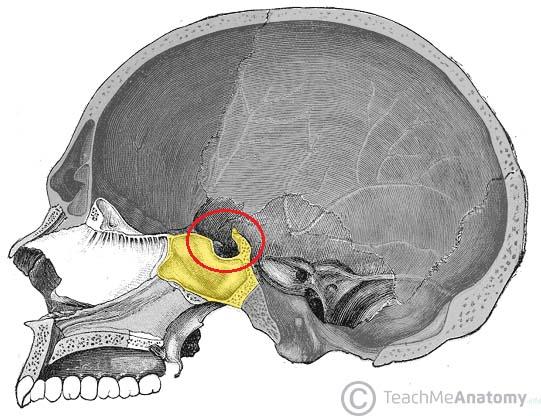 Roma döneminde anatomiye duyulan ilgi büyüktü. O dönemde kafatasındaki bu yapıyı inceleyen kişi, onu bir nesneye benzetti: Türk eyeri