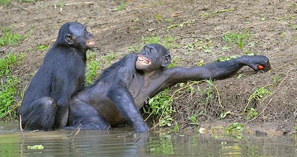 Bonobo çıktı!
