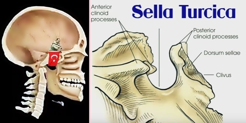 Kafatasımızda Bulunan, İsmi Türklere İthafen Verilen Önemli Bir Kemik: Sella Turcica